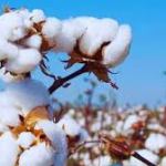 Once ‘white gold’, cotton turns into burden for India’s farmers