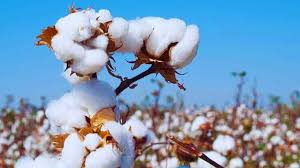 Once ‘white gold’, cotton turns into burden for India’s farmers