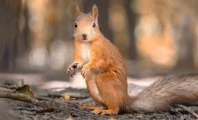 Forests at risk as seed-spreading animals disappear