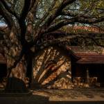 Vastu Tips: Avoid These 7 Plants At Your Home Entrance