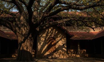 Vastu Tips: Avoid These 7 Plants At Your Home Entrance