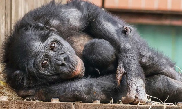 Birth of UK’s Only Bonobo Baby Gives Fresh Hope for World’s Most Endangered Ape