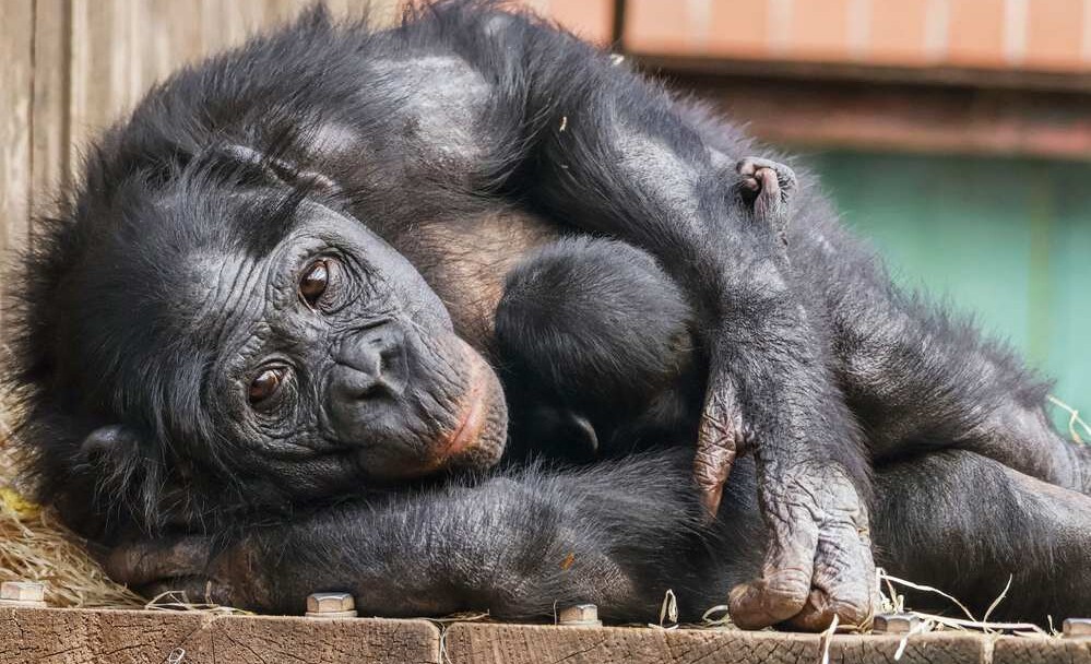 Birth of UK’s Only Bonobo Baby Gives Fresh Hope for World’s Most Endangered Ape