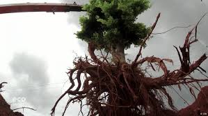 How can we save more carbon-storing mature trees?