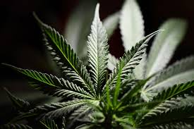 Don’t Throw Away Those Cannabis Leaves – They’re Packed With Rare Compounds