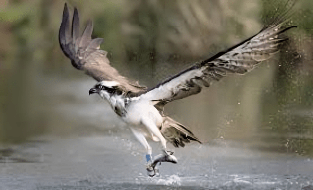 Why older species may be better survivors