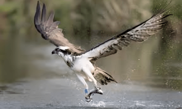 Why older species may be better survivors