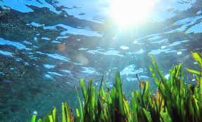 Seagrass is a powerful climate weapon – unless we drown it in nutrients