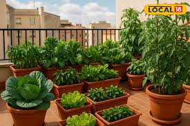 From Pot To Plate In 40 Days: Your Ultimate Kitchen Garden Guide!