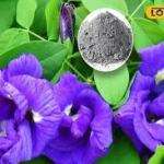 Gardening Tips: Homemade Fertiliser To Make Your Aparajita Plants Bloom