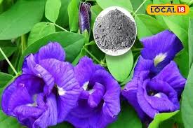 Gardening Tips: Homemade Fertiliser To Make Your Aparajita Plants Bloom