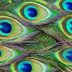 Scientists get peacock feathers to emit laser beams – but why would they want to?
