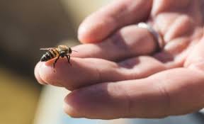 Social lives of humans and bees linked by ancient genes