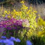 18 Beautiful Flowering Plants That Are Considered Invasive Species