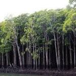 Mumbai News: BMC To Cultivate Mangrove Nurseries On 15 Acres In Borivali To Offset Versova-Bhayandar Sea Link Losses