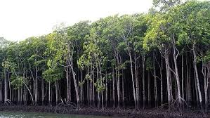 Mumbai News: BMC To Cultivate Mangrove Nurseries On 15 Acres In Borivali To Offset Versova-Bhayandar Sea Link Losses