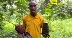 Kenyan engineer turns deadly water hyacinth into eco-friendly innovation