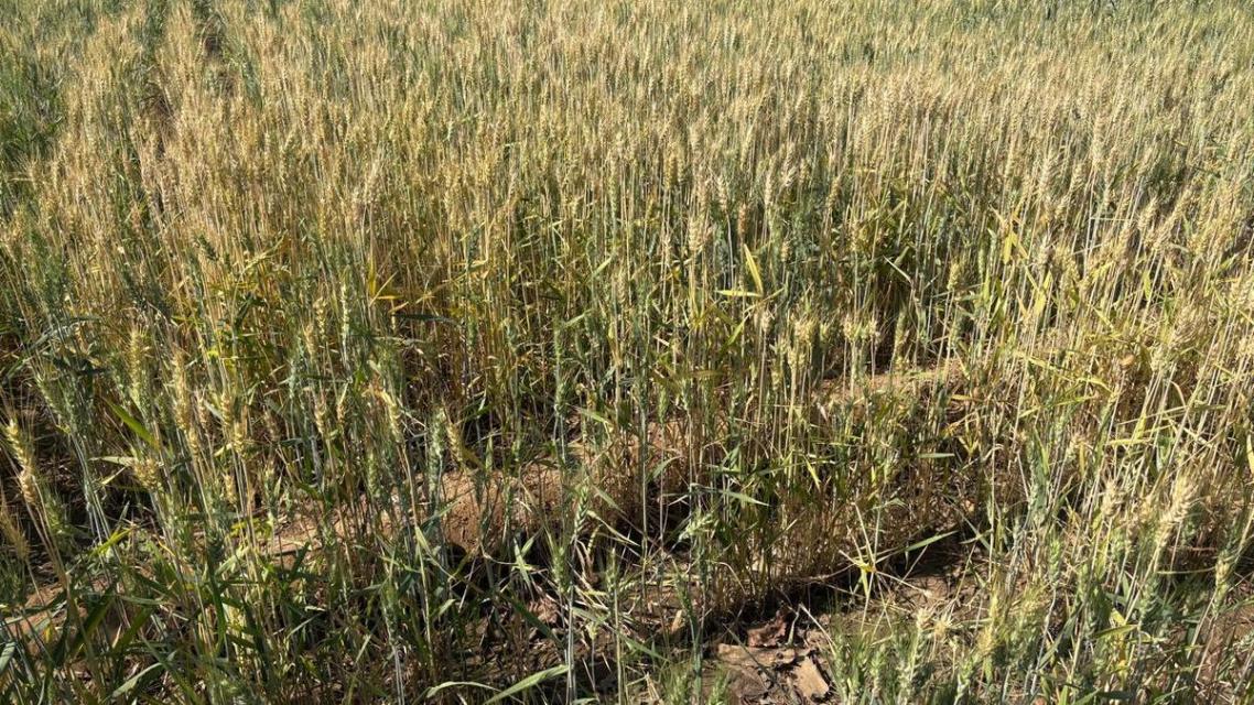 New farming technology holds potential to stop desertification