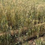 New farming technology holds potential to stop desertification