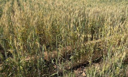 New farming technology holds potential to stop desertification