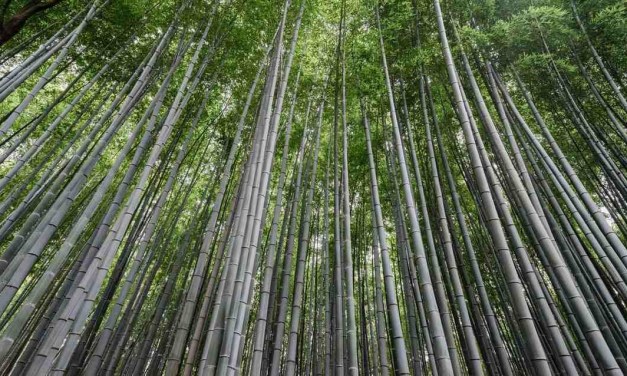 Biodegradable Plastic Made from Bamboo Is Stronger and Easy to Recycle
