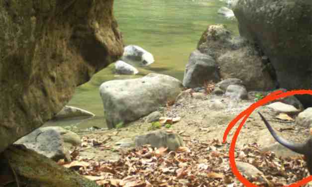 They Set up Cameras to Track Tigers — What They Captured Hadn’t Been Seen in This Part of India Before