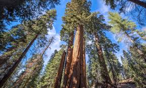 Forests are quietly collapsing under climate stress