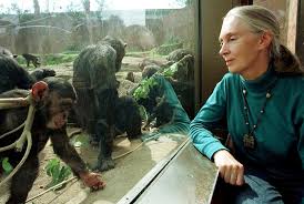World-renowned chimpanzee expert Jane Goodall dies at 91