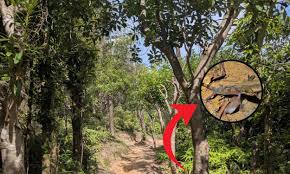 New species of gecko with curved fingers discovered in a dense forest