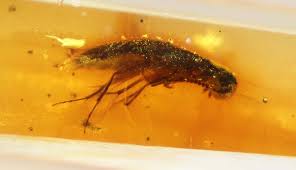 Frozen in Time: 112-Million-Year-Old Creatures Found in Amber from Ecuador