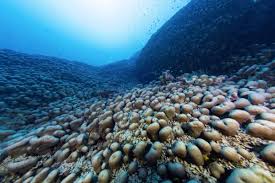 34 meters long and alive since Napoleon — Divers capture the largest underwater creature ever reported