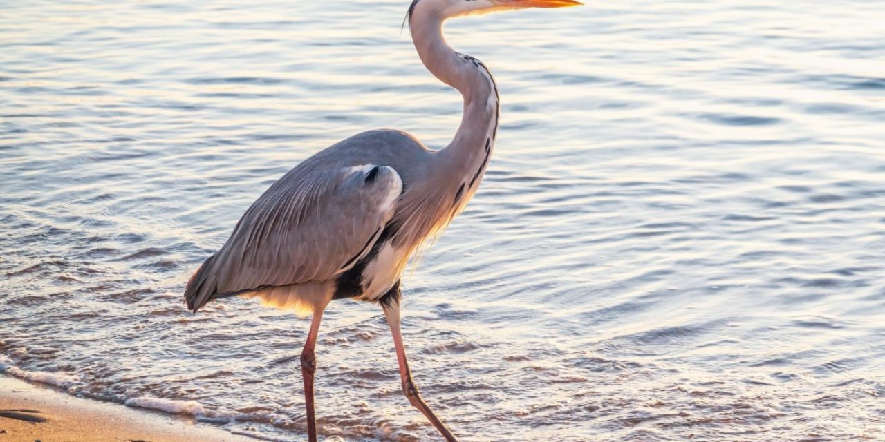 Why some birds fear new things while others adapt easily