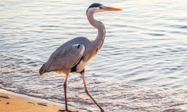 Why some birds fear new things while others adapt easily