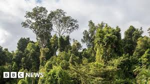 Australia’s rainforests are releasing more carbon than they absorb, warn scientists