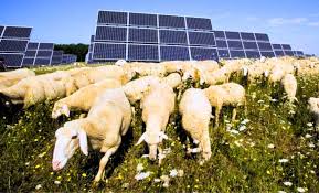 1,700 Sheep Set Loose Between Solar Panels Triggered a Transformation No One Fully Expected