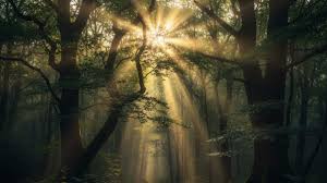 India Rises to 9th Globally in Forest Area, Retains 3rd Rank in Annual Forest Gain