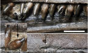 New Marine Reptile Species Found in England’s Jurassic Coast: Meet the ‘Sword Dragon