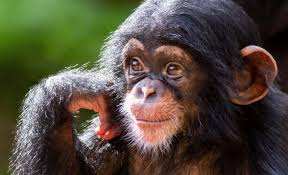 Young chimps reveal how play drives evolution