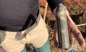 Ancient microbes frozen for 40,000 years revive, reorganize, and begin to devour carbon