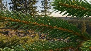 It’s official now – Finland has shown that trees can store gold in their leaves due to a type of bacteria