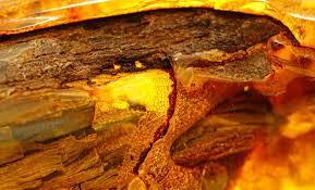 Buried Beneath Jungle, Geologists Discover a High-Grade Gold Deposit, 6X Richer Than Most Open-Pit Mines