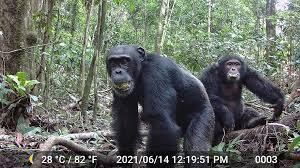 Wild chimps consume more alcohol than anyone expected