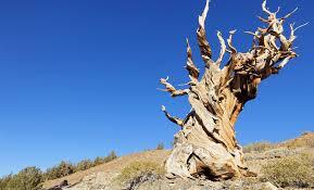 Prometheus, the 5,000-Year-Old Tree, Was the World’s Oldest—Then It Fell to a Scientist’s Axe