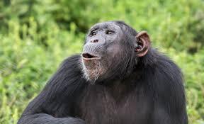 Chimpanzee calls trigger a distinct response in the human brain