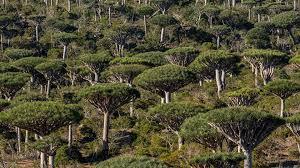 Are rainforests now a cause of, rather than the answer to, climate change?