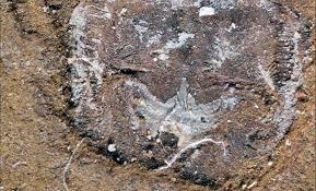 The Fossil That’s Rewriting History: A New Twist on Evolution’s Origins