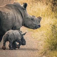 Dehorning Rhinos Curbs Poaching, New Study Finds