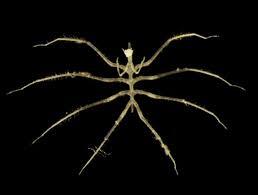 Scientists Discover Hundreds of New Species in One of Earth’s Least Explored Realms