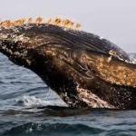 For the First Time, a Deadly Virus Has Been Found in Arctic Waters After Killing Whales and Dolphins Worldwide