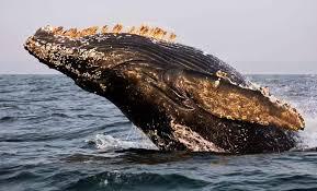 For the First Time, a Deadly Virus Has Been Found in Arctic Waters After Killing Whales and Dolphins Worldwide